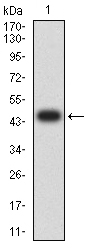 Fig1: Western blot analysis of CD96 against human CD96 (AA: extra 321-519) recombinant protein. Proteins were transferred to a PVDF membrane and blocked with 5% BSA in PBS for 1 hour at room temperature. The primary antibody ( 1/500) was used in 5% BSA at room temperature for 2 hours. Goat Anti-Mouse IgG - HRP Secondary Antibody at 1:5,000 dilution was used for 1 hour at room temperature.