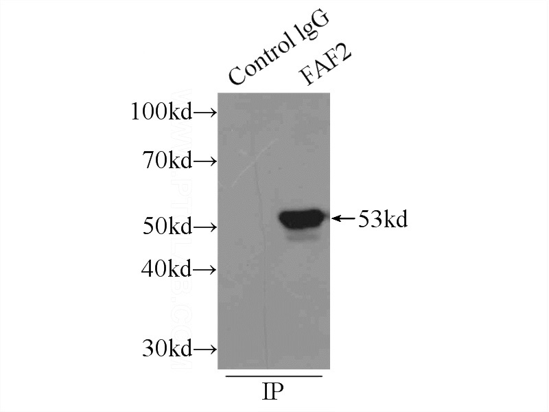 IP Result of anti-FAF2 (IP:Catalog No:110452, 3ug; Detection:Catalog No:110452 1:1000) with mouse brain tissue lysate 5000ug.