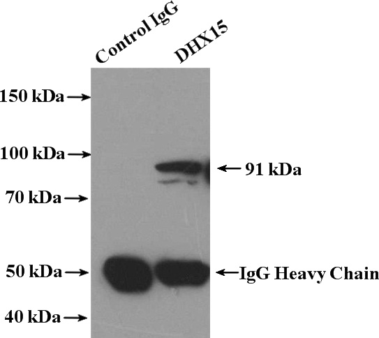 IP Result of anti-DHX15 (IP:Catalog No:109927, 4ug; Detection:Catalog No:109927 1:600) with NIH/3T3 cells lysate 2000ug.