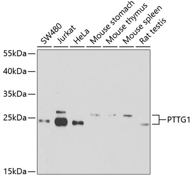 Western blot - PTTG1 Polyclonal Antibody 