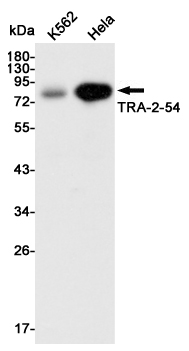 Western blot detection of TRA-2-54 in K562 and Hela cell lysates using TRA-2-54 mouse mAb (1:3000 diluted).Predicted band size:57KDa.Observed band size:80KDa.
