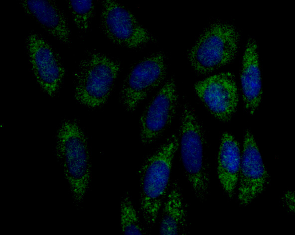 Fig2: ICC staining Emi1 in Siha cells (green). The nuclear counter stain is DAPI (blue). Cells were fixed in paraformaldehyde, permeabilised with 0.25% Triton X100/PBS.
