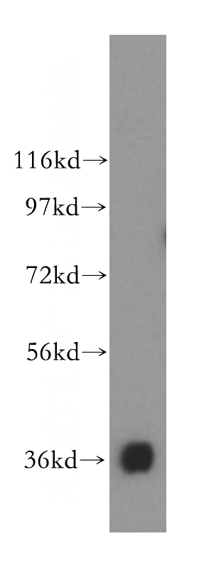 HL-60 cells were subjected to SDS PAGE followed by western blot with Catalog No:112568(MDH1 antibody) at dilution of 1:500
