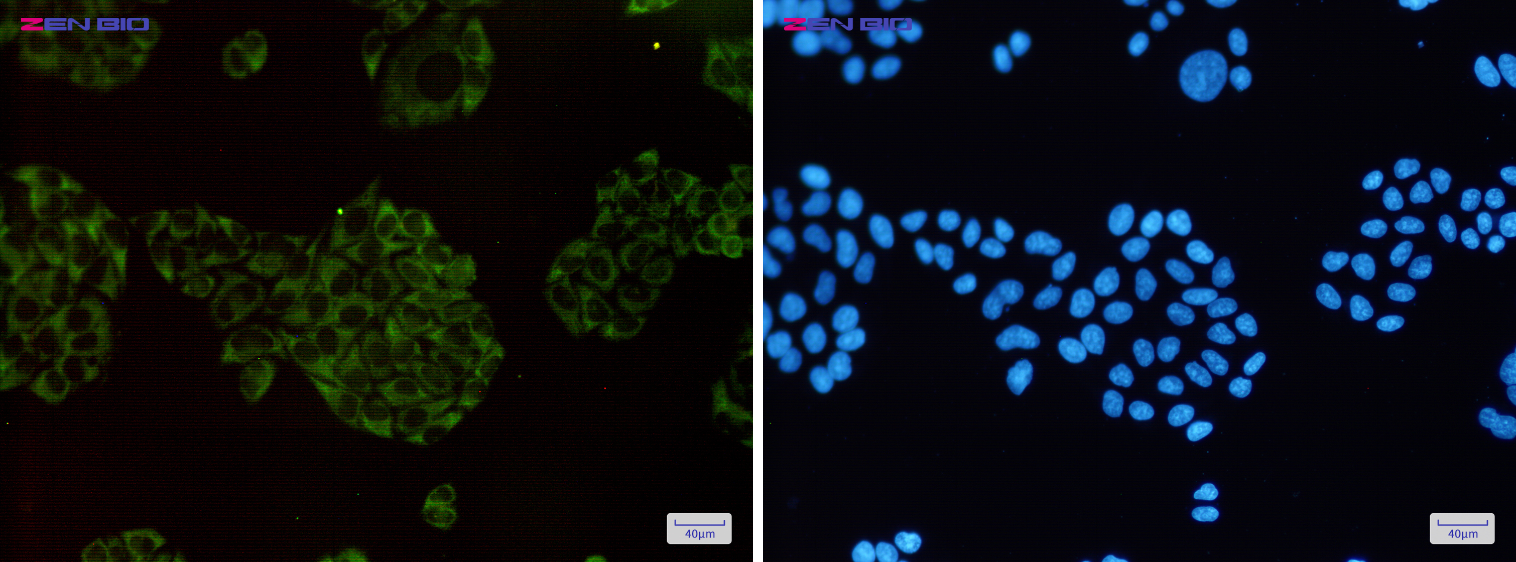 Immunocytochemistry of MEKK2(green) in Hela cells using MEKK2 Rabbit pAb at dilution 1/50, and DAPI(blue)