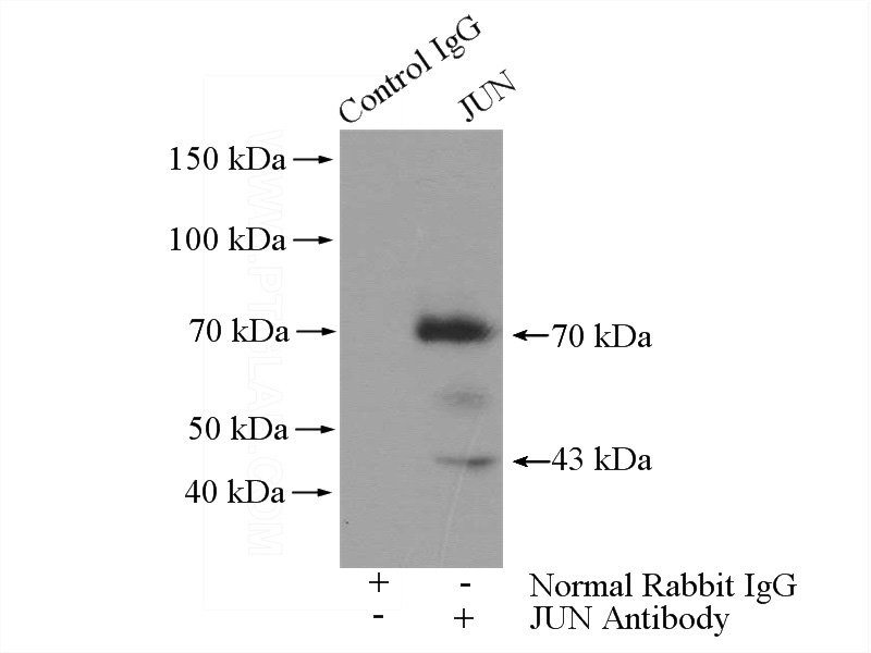 IP Result of anti-JUN (IP:Catalog No:111899, 4ug; Detection:Catalog No:111899 1:1000) with HeLa cells lysate 2400ug.