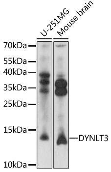 Western blot - DYNLT3 Polyclonal Antibody 