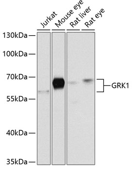 Western blot - GRK1 Polyclonal Antibody 