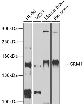 Western blot - GRM1 Polyclonal Antibody 