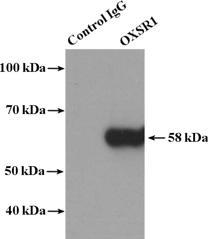 IP Result of anti-OXSR1 (IP:Catalog No:113529, 4ug; Detection:Catalog No:113529 1:500) with HeLa cells lysate 3200ug.