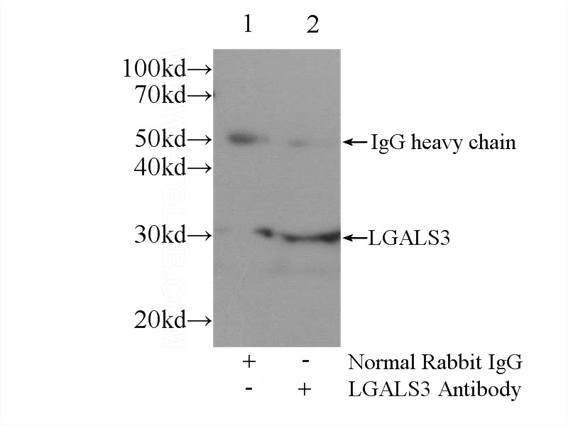 IP Result of anti-Galectin 3 (IP:Catalog No:110840, 3ug; Detection:Catalog No:110840 1:500) with MCF-7 cells lysate 1600ug.