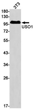 Western blot detection of USO1 in 3T3 cell lysates using USO1 Rabbit mAb(1:1000 diluted).Predicted band size:108kDa.Observed band size:108kDa.