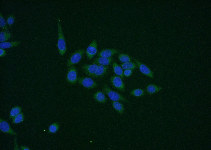 Immunofluorescent analysis of (-20oc Ethanol) fixed HeLa cells using Catalog No:112441(MAPKAPK5 Antibody) at dilution of 1:50 and Alexa Fluor 488-congugated AffiniPure Goat Anti-Rabbit IgG(H+L)