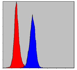 Flow cytometric analysis of NIH/3T3 cells using PRK2 mouse mAb (blue) and negative control (red).