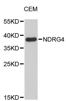 Western blot - NDRG4 Polyclonal Antibody 