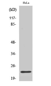 Fig1:; Western Blot analysis of various cells using CD179b Polyclonal Antibody diluted at 1: 1000