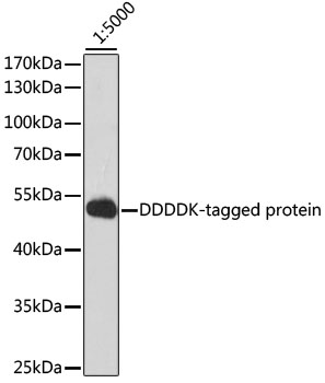 Western blot - Rabbit anti DDDDK-Tag pAb 