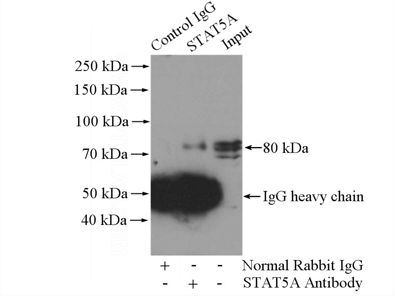 IP Result of anti-STAT5A (IP:Catalog No:115691, 4ug; Detection:Catalog No:115691 1:1000) with 3T3-L1 cells lysate 3200ug.