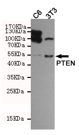Western blot detection of PTEN in C6 and 3T3 cell lysates using PTEN Rabbit pAb (dilution 1:1000).Predicted band size:47kDa.Observed band size:54kDa.