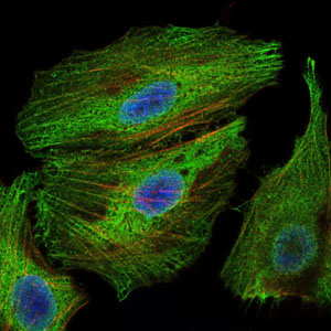 Immunofluorescence analysis of Hela cells using PBK mouse mAb (green). Blue: DRAQ5 fluorescent DNA dye. Red: Actin filaments have been labeled with Alexa Fluor-555 phalloidin.