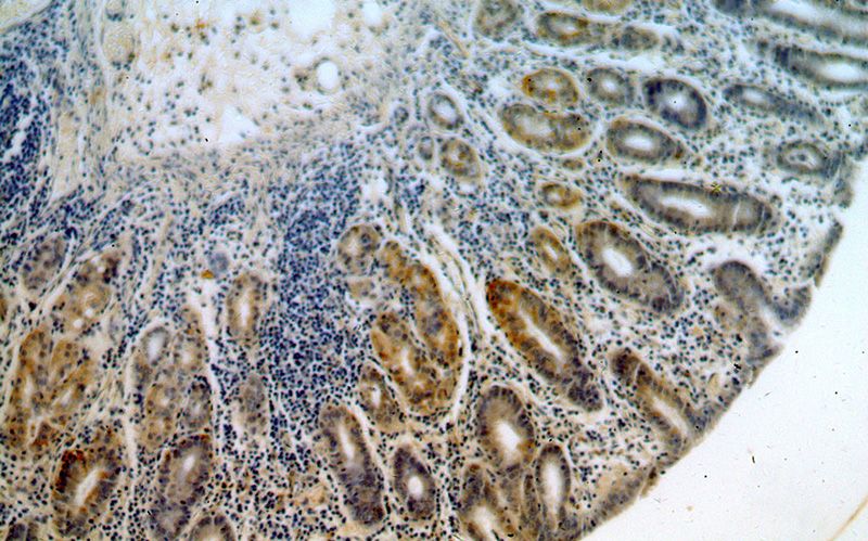 Immunohistochemical of paraffin-embedded human stomach using Catalog No:111071(GPR105 antibody) at dilution of 1:50 (under 10x lens)