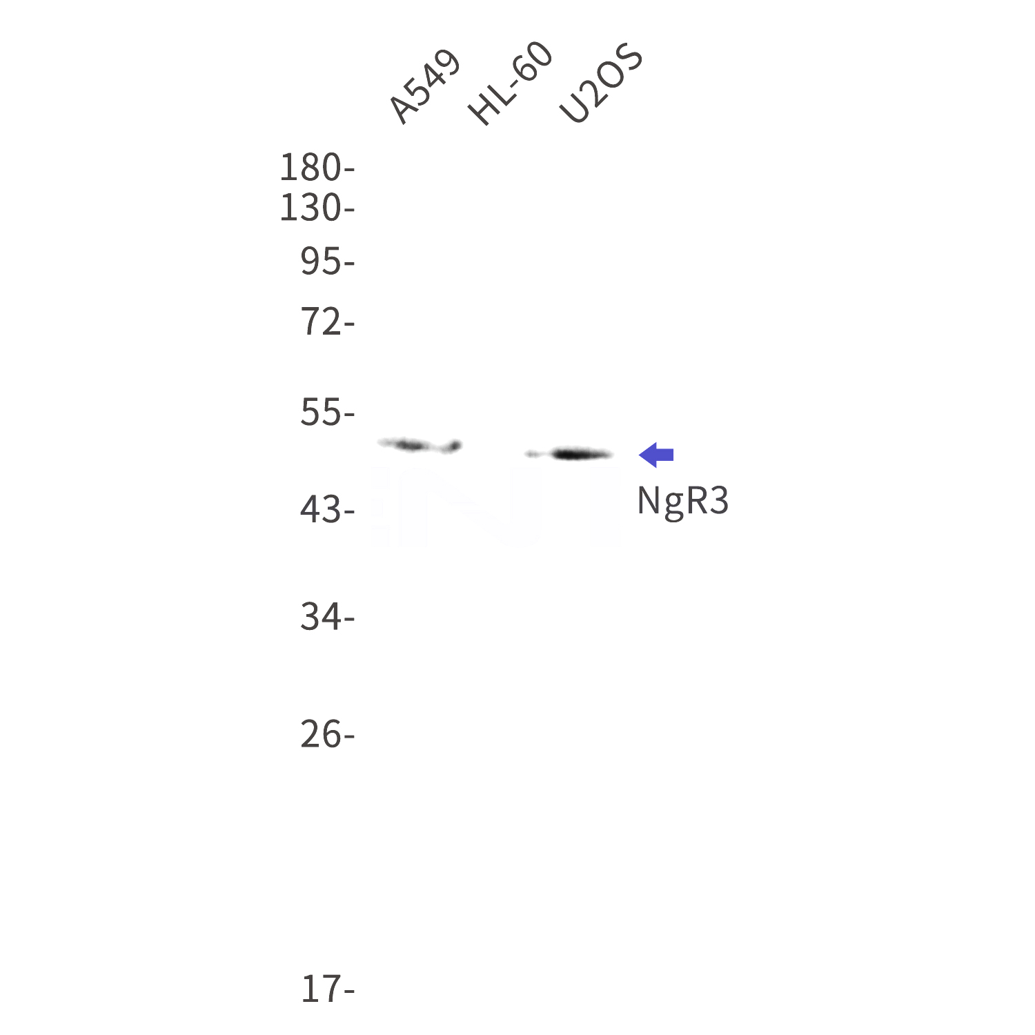 Western blot detection of NgR3 in A549,HL-60,U2OS cell lysates using NgR3 Rabbit mAb(1:1000 diluted).Predicted band size:49kDa.Observed band size:49kDa.