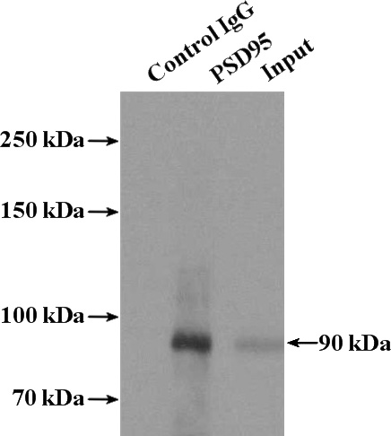 IP Result of anti-PSD95-Specific,DLG4 (IP:Catalog No:114297, 4ug; Detection:Catalog No:114297 1:300) with mouse brain tissue lysate 4000ug.