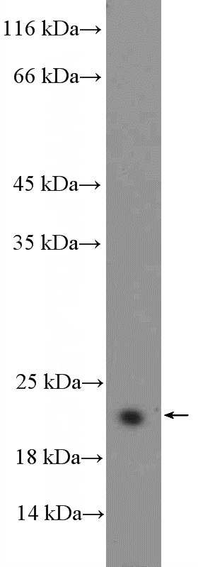 HL-60 cells were subjected to SDS PAGE followed by western blot with Catalog No:117100(BCL2L2 Antibody) at dilution of 1:600
