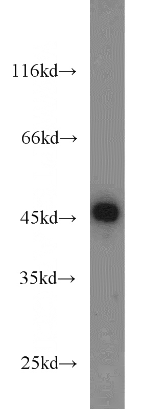 HEK-293 cells were subjected to SDS PAGE followed by western blot with Catalog No:109103(CDC37 antibody) at dilution of 1:1000