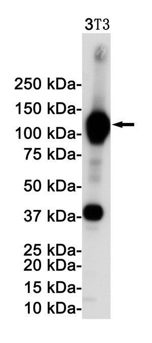 Western blot detection of VCAM1 in 3T3 cell lysates using VCAM1 Rabbit pAb(1:1000 diluted).Predicted band size:81KDa.Observed band size:110KDa.