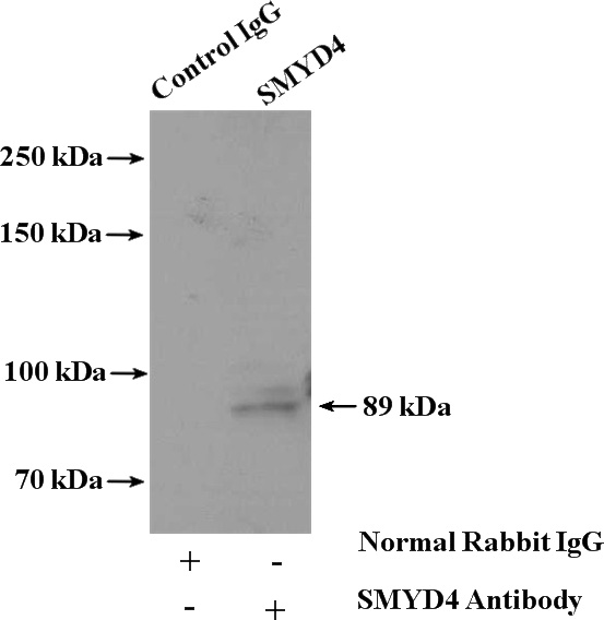 IP Result of anti-SMYD4 (IP:Catalog No:115439, 4ug; Detection:Catalog No:115439 1:500) with mouse brain tissue lysate 4000ug.