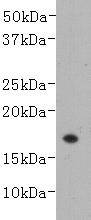 Fig1: Western blot analysis on recombinant LT-alpha (TNF-β) using anti- LT-alpha monoclonal antibody.