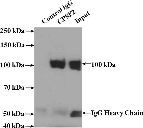 IP Result of anti-CPSF2 (IP:Catalog No:109525, 4ug; Detection:Catalog No:109525 1:1000) with HeLa cells lysate 4000ug.