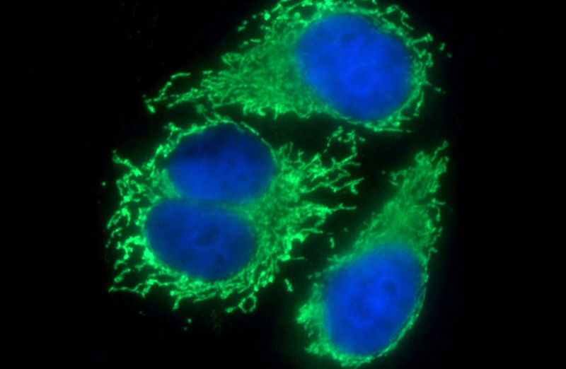 Immunofluorescent analysis of (-20oc Ethanol) fixed HepG2 cells using Catalog No:109817(D2HGDH Antibody) at dilution of 1:100 and Alexa Fluor 488-congugated AffiniPure Goat Anti-Rabbit IgG(H+L)