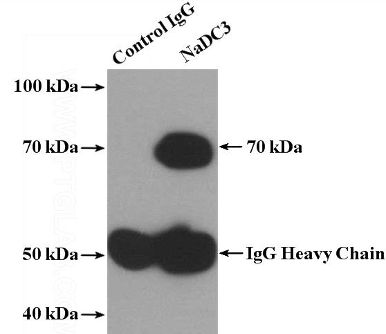 IP Result of anti-SLC13A3 (IP:Catalog No:113013, 4ug; Detection:Catalog No:113013 1:500) with mouse kidney tissue lysate 4000ug.