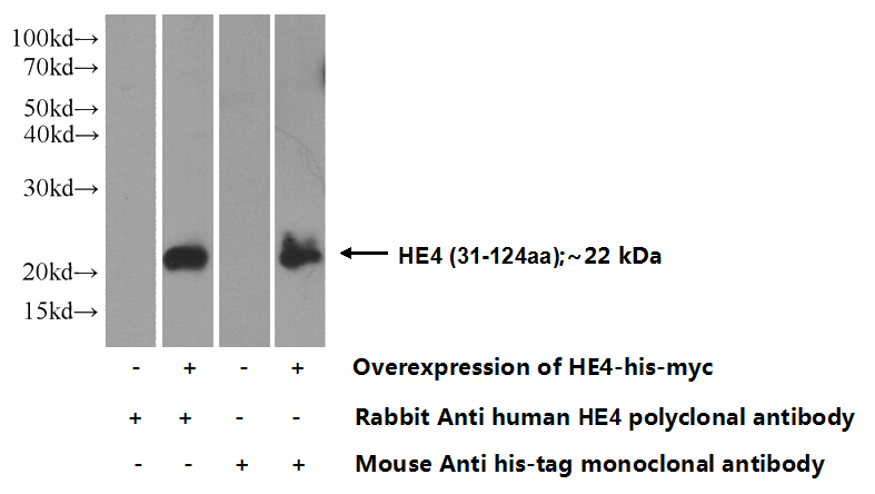 Transfected HEK-293 cells were subjected to SDS PAGE followed by western blot with Catalog No:111391(HE4 Antibody) at dilution of 1:1000
