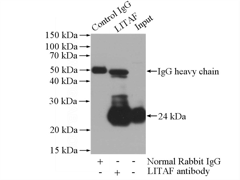 IP Result of anti-LITAF (IP:Catalog No:112246, 4ug; Detection:Catalog No:112246 1:600) with HeLa cells lysate 1520ug.