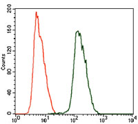 Flow cytometric analysis of HeLa cells using ALDH2 mouse mAb (green) and negative control (purple).