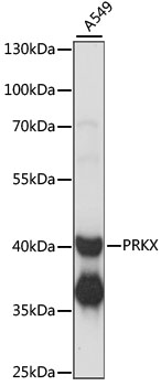 Western blot - PRKX Polyclonal Antibody 