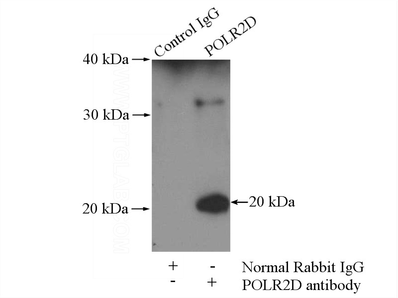 IP Result of anti-POLR2D (IP:Catalog No:114041, 4ug; Detection:Catalog No:114041 1:800) with mouse heart tissue lysate 4000ug.
