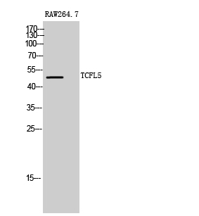 Fig1:; Western Blot analysis of RAW264.7 cells using TCFL5 Polyclonal Antibody cells nucleus extracted by Minute TM Cytoplasmic and Nuclear Fractionation kit (SC-003,Inventbiotech,MN,USA).