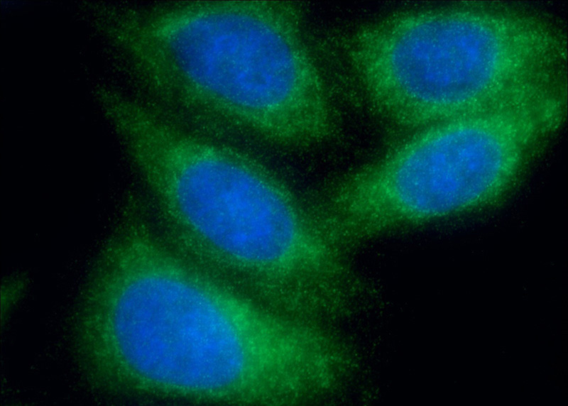 Immunofluorescent analysis of (-20oc Ethanol) fixed HepG2 cells using Catalog No:107834(AGPAT9 Antibody) at dilution of 1:50 and Alexa Fluor 488-congugated AffiniPure Goat Anti-Rabbit IgG(H+L)