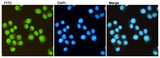 Immunocytochemistry staining of HeLa cells using Di-Methyl-Histone H3 (Lys27) (5F6) Mouse mAb(dilution 1:100).
