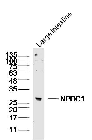 Fig1: Sample: Large intestine (mouse) Lysate at 40 ug; Primary: Anti- NPDC1 at 1/300 dilution; Secondary: IRDye800CW Goat Anti-Rabbit IgG at 1/20000 dilution; Predicted band size: 31 kD; Observed band size: 31 kD