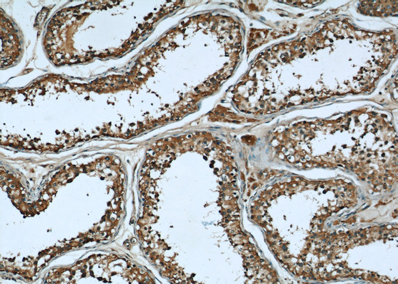 Immunohistochemical of paraffin-embedded human testis using Catalog No:107563(AHCY antibody) at dilution of 1:50 (under 10x lens)