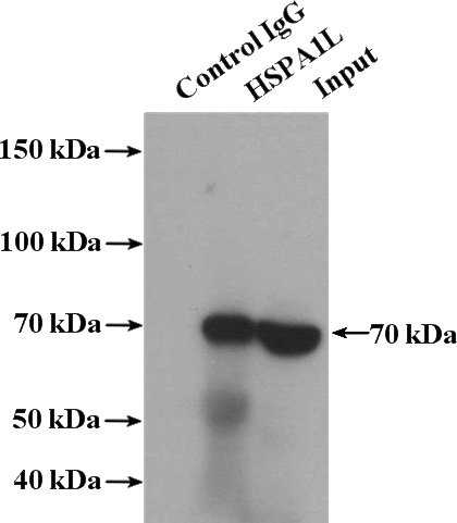 IP Result of anti-HSPA1L (IP:Catalog No:111573, 4ug; Detection:Catalog No:111573 1:1000) with HepG2 cells lysate 1800ug.