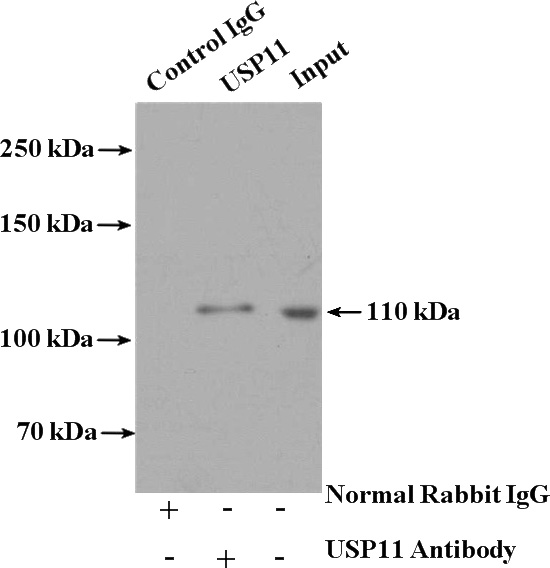 IP Result of anti-USP11 (IP:Catalog No:116587, 4ug; Detection:Catalog No:116587 1:2000) with HEK-293 cells lysate 2400ug.
