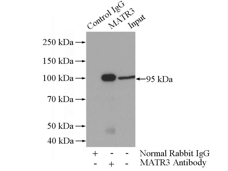 IP Result of anti-MATR3 (IP:Catalog No:112497, 4ug; Detection:Catalog No:112497 1:300) with MCF-7 cells lysate 1040ug.