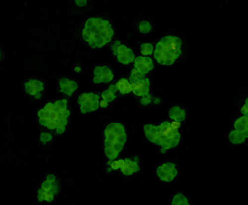 Fig2: ICC staining Fam55C in NCCIT cells (green). Cells were fixed in paraformaldehyde, permeabilised with 0.25% Triton X100/PBS.
