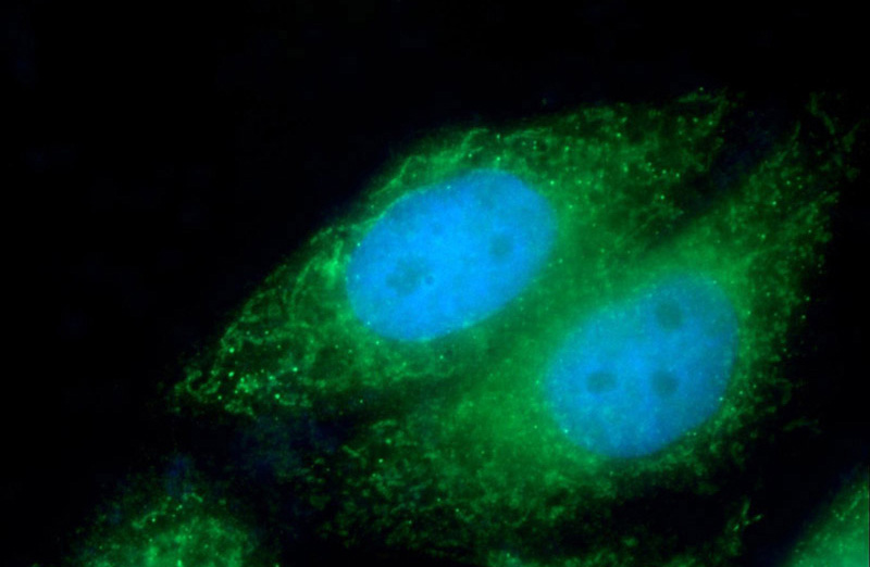Immunofluorescent analysis of HepG2 cells using Catalog No:113897(PIGS Antibody) at dilution of 1:25 and Alexa Fluor 488-congugated AffiniPure Goat Anti-Rabbit IgG(H+L)