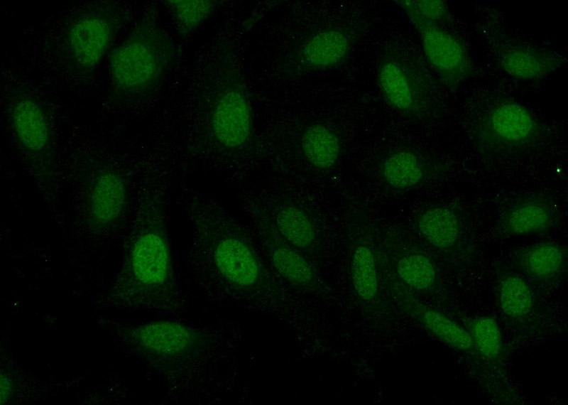Immunofluorescent analysis of (-20oc Ethanol) fixed SKOV-3 cells using Catalog No:113609(PAX8 Antibody) at dilution of 1:50 and Alexa Fluor 488-congugated AffiniPure Goat Anti-Rabbit IgG(H+L)